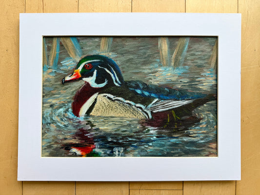 Wood Duck